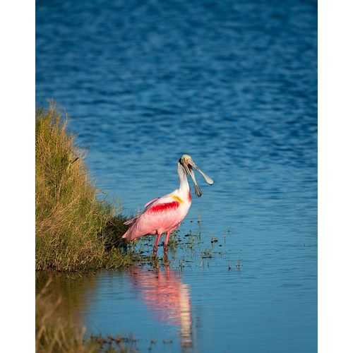 A Roseate Spoonbill standing in water calling out-sign of stress